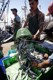 Image du Maroc Professionnelle de  Le système de la chaîne humaine pour vider la cale du bateau remplie de poissons encore vivat ! Les ouvriers s'activent énergiquement sans perdre de temps à faire passer de l’un à l’autre le panier en plastique rempli de sardines vivantes, cette dynamique dans le but de conserver la sardine toute fraîche durant l’opération de débarquement au Port de Laayoune, Lundi 8 Mars 2010. (Photo / Abdeljalil Bounhar)